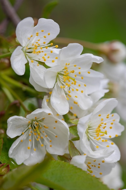 ramo di ciliegio e pera con fiori bianchi e foglie su sfondo blu cielo