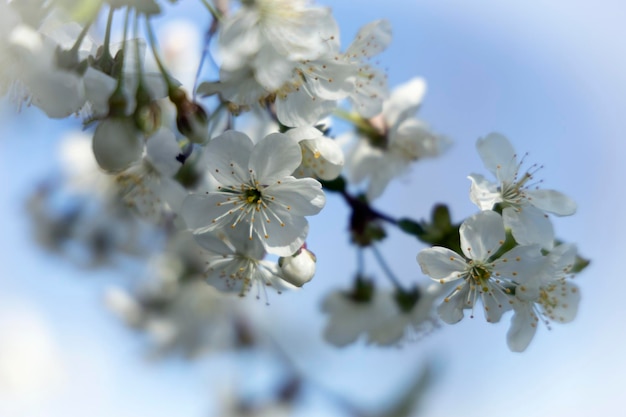 Ramo di ciliegio in fiore contro il cielo