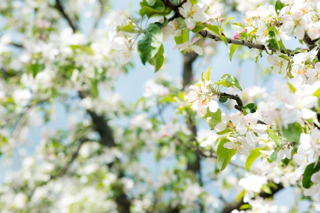 Ramo di ciliegio in fiore luminoso con molti fiori bianchi su sfondo verde intenso sfocato