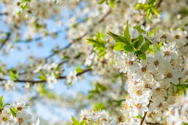 Ramo di ciliegio in fiore primaverile con bellissimi fiori bianchi
