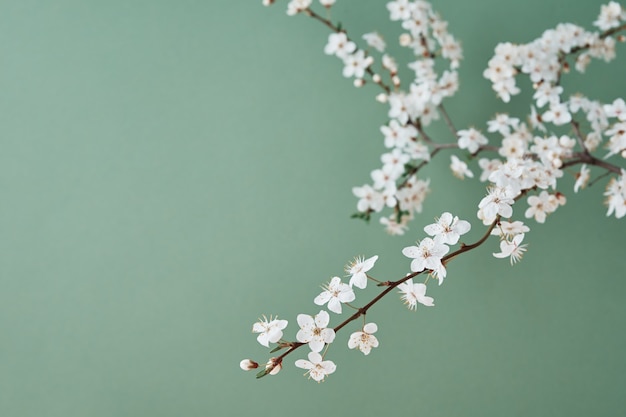 Ramo di ciliegio in fiore su sfondo verde con il concetto creativo di tempo di primavera spazio copia