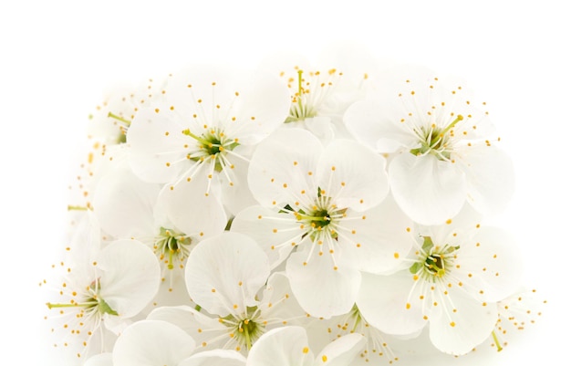 Ramo di ciliegio in fiore