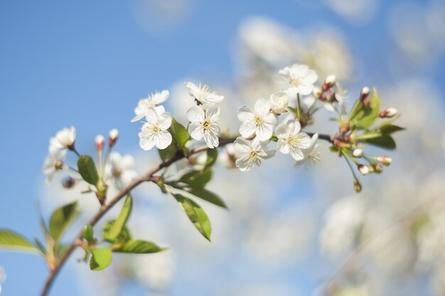 ramo di ciliegio primaverile con fiori