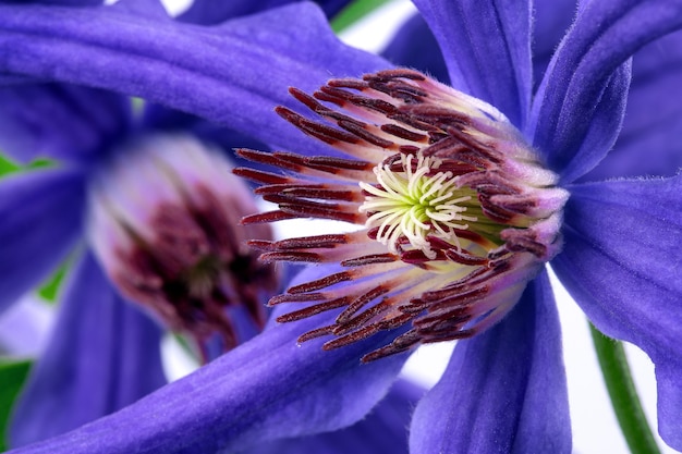 ramo di clematide con foglie verdi e fiori blu