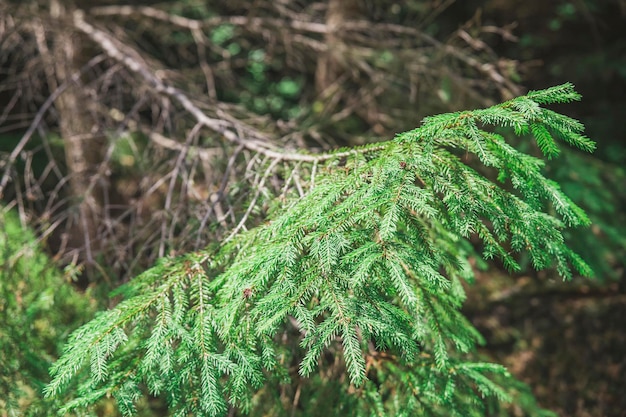 Ramo di conifere vivo su un albero secco senza vita