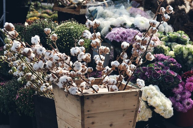 Ramo di cotone e cespugli di crisantemi fioriscono nel negozio di fiori. Decorazioni autunnali.