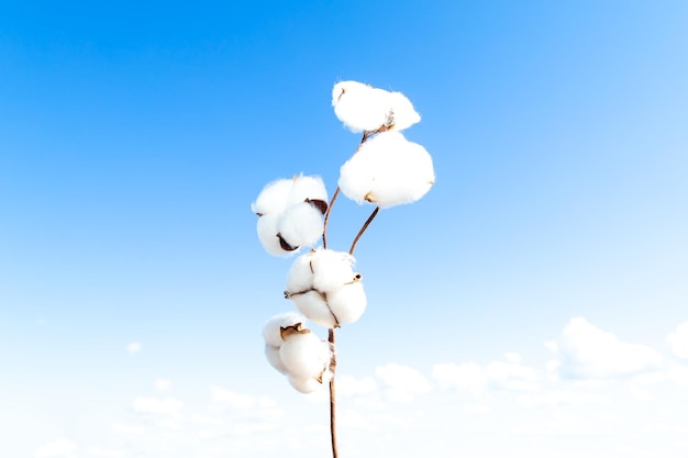 Ramo di cotone in fiore contro il cielo blu