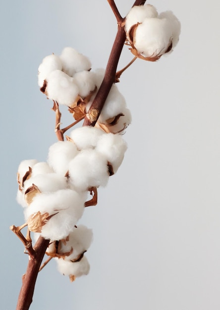 Ramo di cotone su sfondo bianco Delicati fiori di cotone bianco