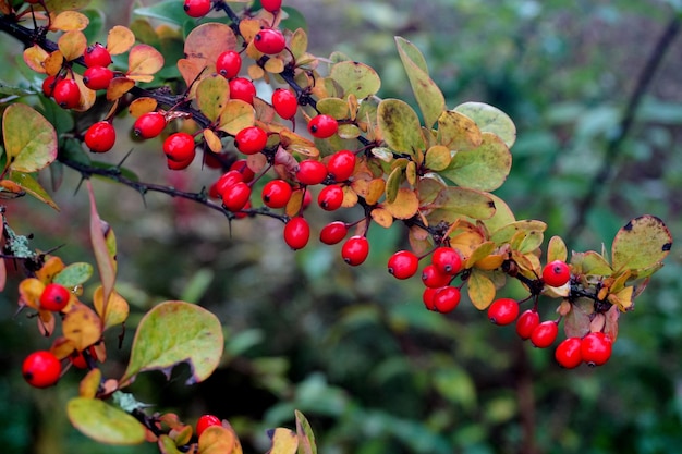 Ramo di crespino, bacche fresche mature Berberis thunbergii. Crespino maturo rosso su un ramo