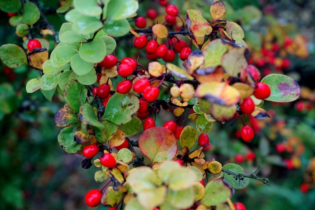 Ramo di crespino, bacche fresche mature Berberis thunbergii. Crespino maturo rosso su un ramo