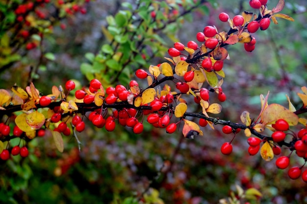 Ramo di crespino, bacche fresche mature Berberis thunbergii. Crespino maturo rosso su un ramo