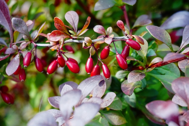 Ramo di crespino con bacche rosse