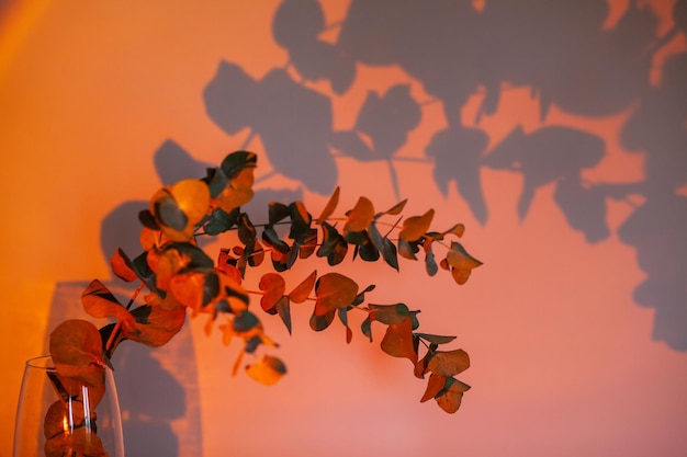 Ramo di eucalipto in un vaso di vetro illuminato da una lampada che imita un tramonto