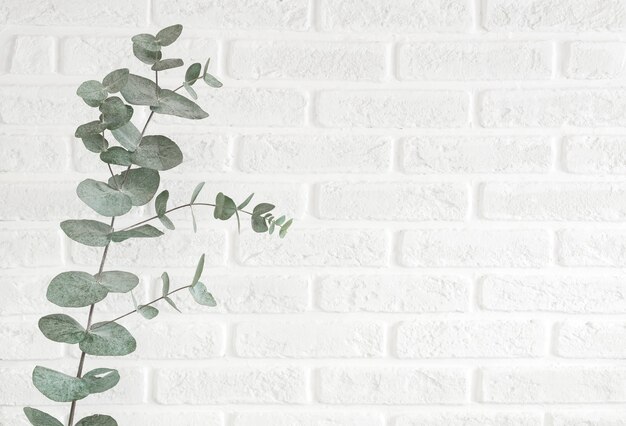 Ramo di eucalipto isolato su sfondo luminoso, girato in studio. Pianta decorativa appesa al muro di mattoni in colori scandinavi alla moda con spazio per il testo.