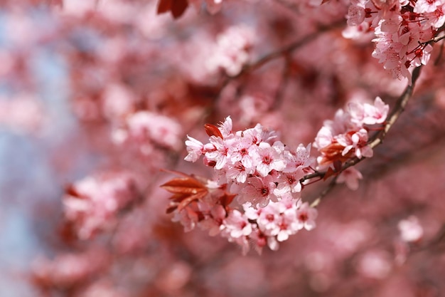 Ramo di fiori di albero in fiore su sfondo sfocato