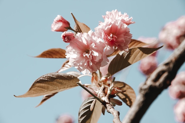 Ramo di fiori di ciliegio giapponese in primavera. Sfondo azzurro del cielo. Primo piano