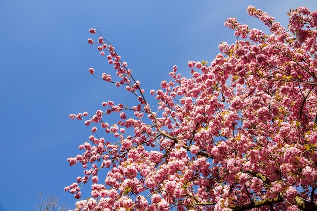 Ramo di fiori di ciliegio giapponese in primavera. Sfondo azzurro del cielo