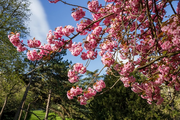 Ramo di fiori di ciliegio giapponese in primavera