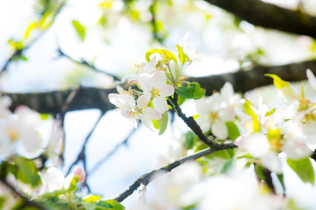 Ramo di fiori di ciliegio in fiore bianco davanti a un cielo blu