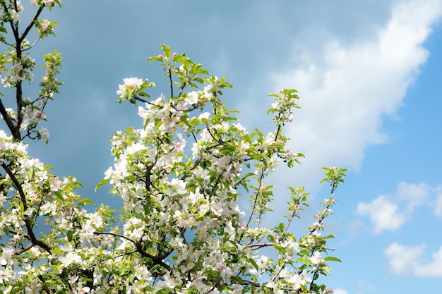Ramo di fiori di ciliegio in fiore bianco davanti a un cielo blu