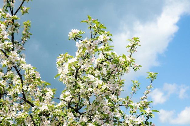 Ramo di fiori di ciliegio in fiore bianco davanti a un cielo blu