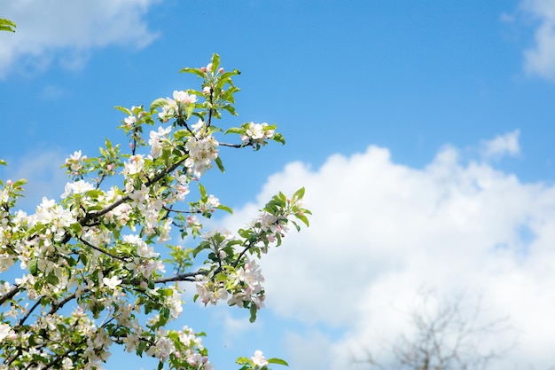 Ramo di fiori di ciliegio in fiore bianco davanti a un cielo blu