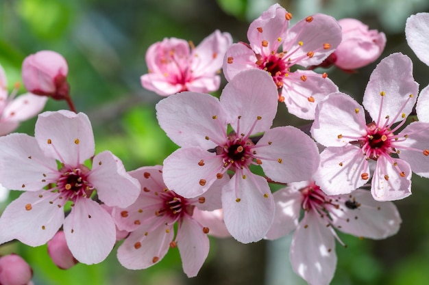 Ramo di fiori di ciliegio in primavera