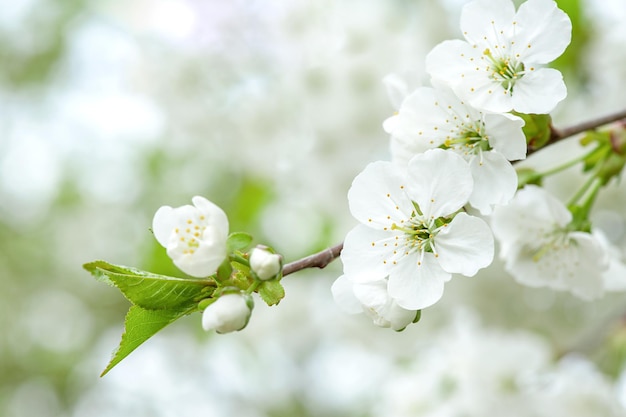 Ramo di fiori di ciliegio in primo piano sullo sfondo di un giardino fiorito