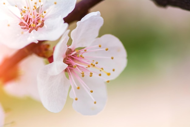 Ramo di fiori di ciliegio Un dolce fiore primaverile