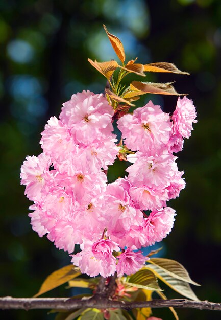 Ramo di fiori di ciliegio