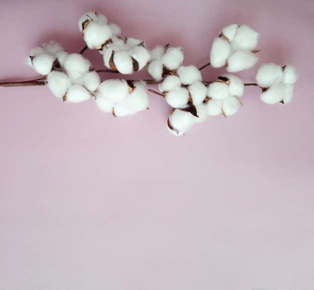 Ramo di fiori di cotone su sfondo rosa con spazio per il testo