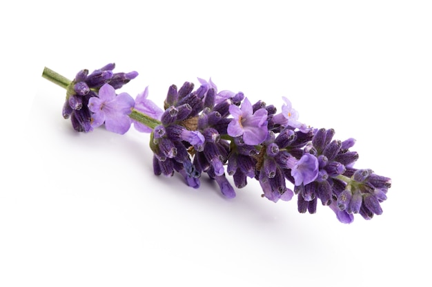 Ramo di fiori di lavanda