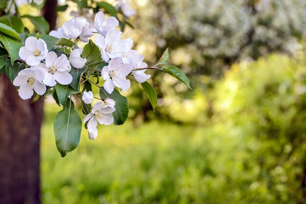 ramo di fiori di melo