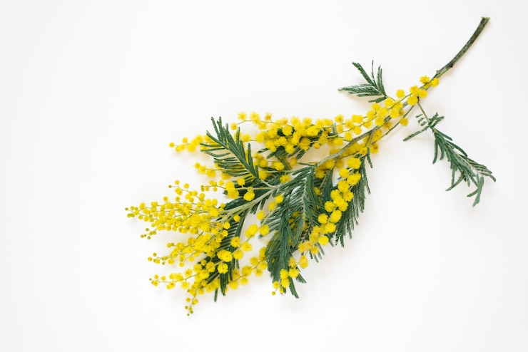 Foto ramo di fiori di mimosa su sfondo bianco vista dall'alto piatta