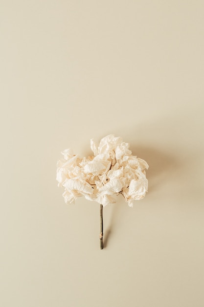 Ramo di fiori di ortensie bianche su superficie beige pastello
