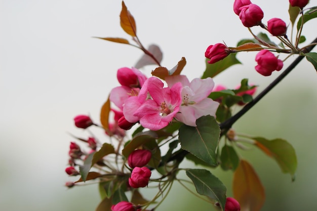 ramo di fiori di sakura sono in piena fioritura con messa a fuoco selettiva su uno sfondo sfocato