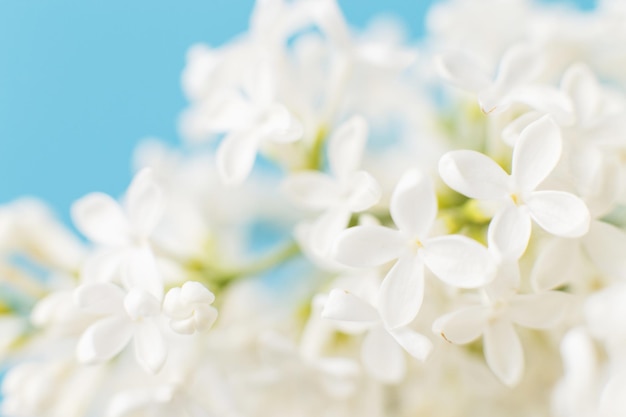 Ramo di fiori lilla bianco su sfondo blu con spazio per la copia del testo