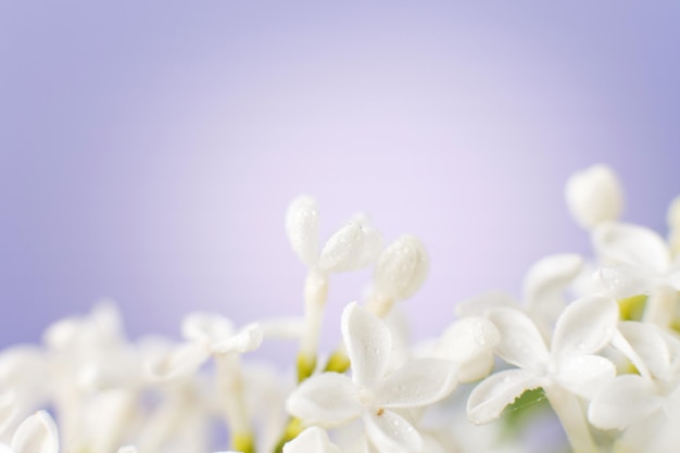 Ramo di fiori lilla bianco su sfondo viola con spazio per la copia del testo