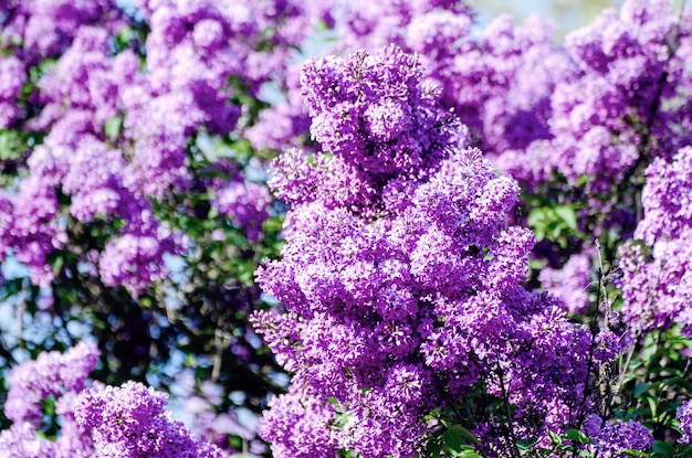 Ramo di fiori lilla con foglie verdi floreale naturale sfondo hipster stagionale