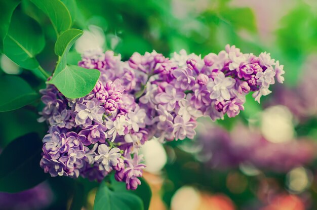 Ramo di fiori lilla con foglie verdi floreale naturale sfondo hipster stagionale