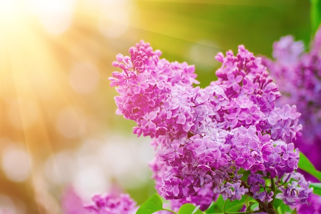 Ramo di fiori lilla con foglie verdi floreale naturale sfondo hipster stagionale