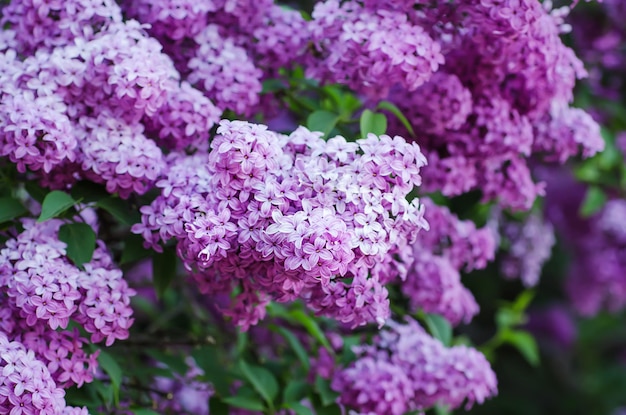 Ramo di fiori lilla con le foglie sfondo naturale di Pasqua floreale