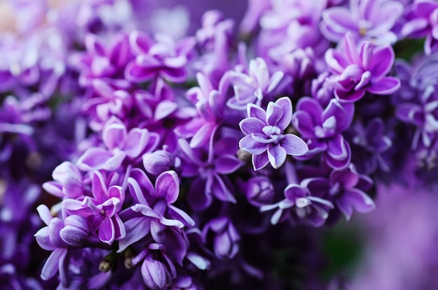 Ramo di fiori lilla con le foglie, sfondo naturale floreale