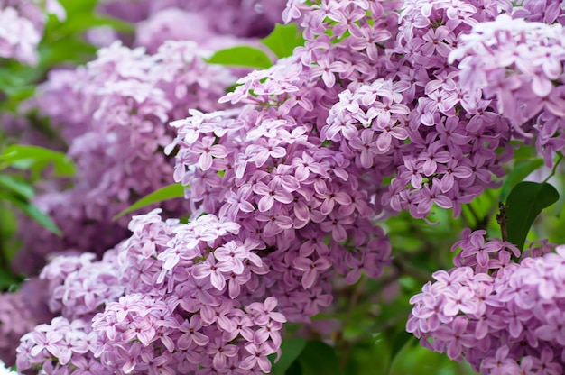 Ramo di fiori lilla con le foglie