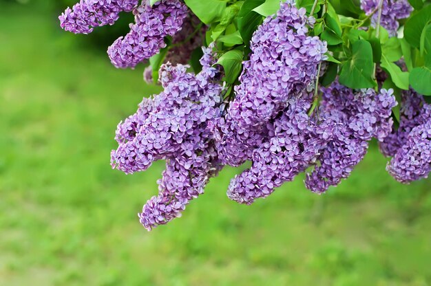 Ramo di fiori lilla con le foglie