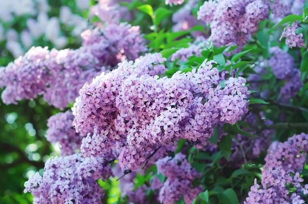 Ramo di fiori lilla con le foglie