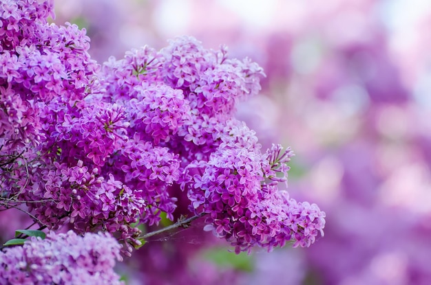 Ramo di fiori lilla floreale naturale macro sfondo soft focus