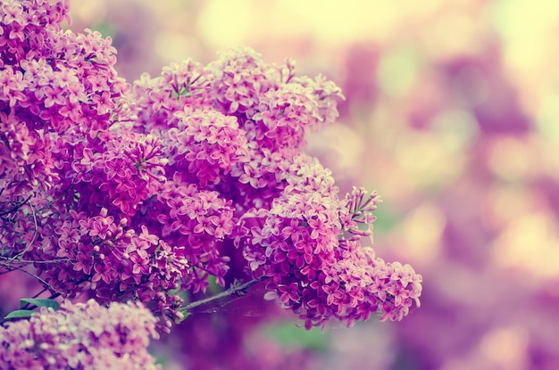 Ramo di fiori lilla, sfondo floreale naturale vintage hipster, messa a fuoco morbida