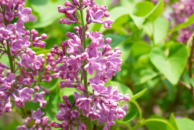 Ramo di fiori lilla viola con foglie verdi primaverili naturali