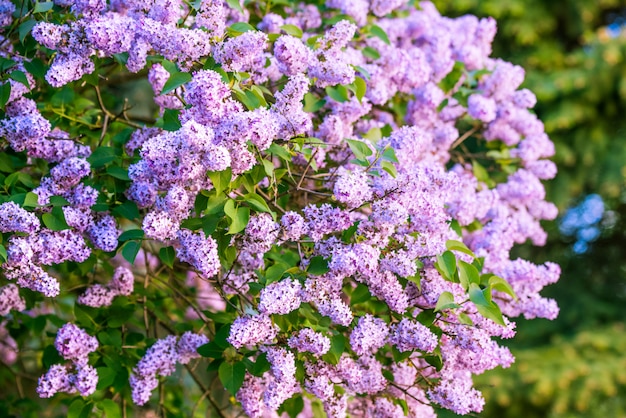 Ramo di fiori lilla viola con le foglie